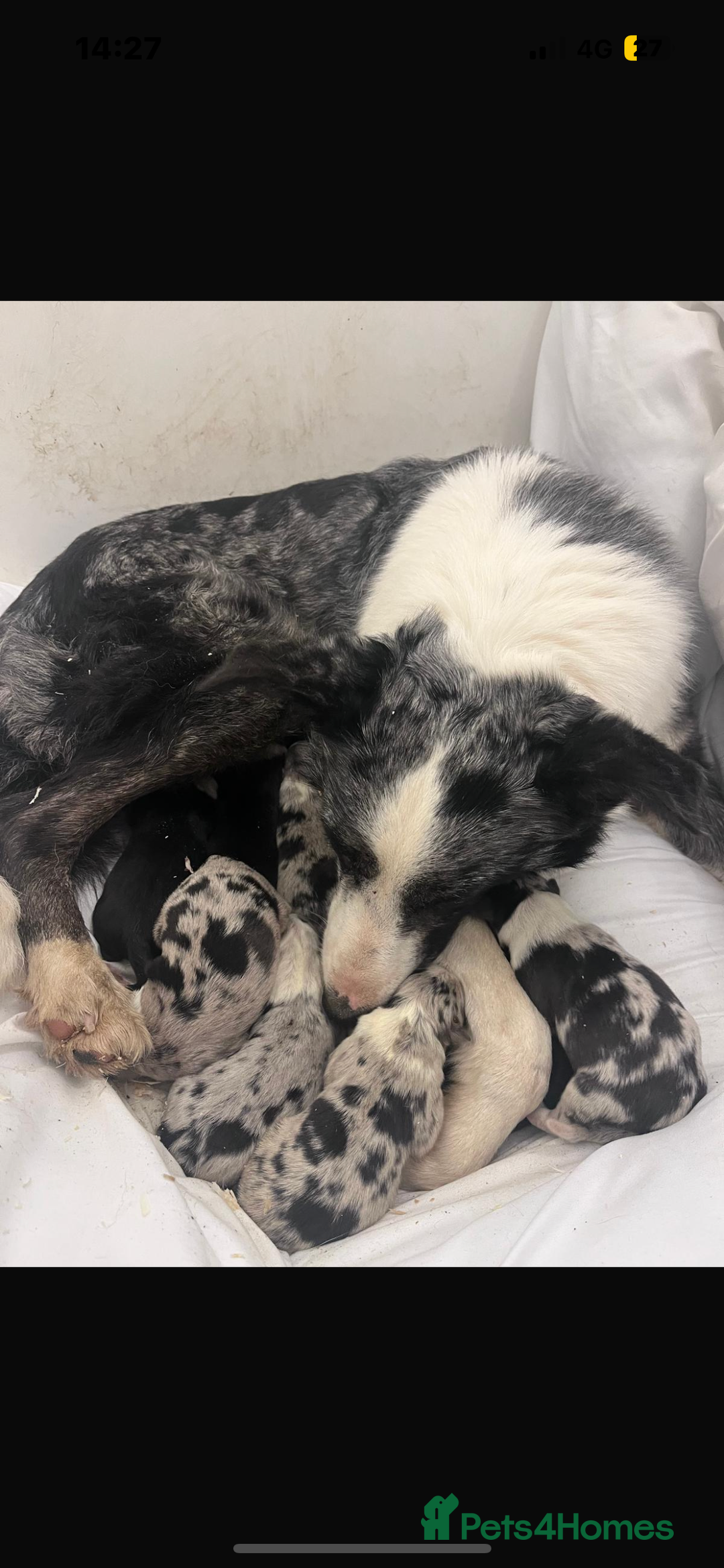 Border Collie dogs for sale: Blue Merle border collies - Image 7