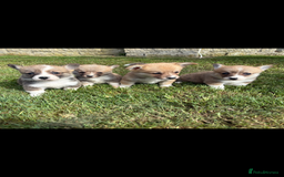 Welsh Corgi Pembroke dogs for sale: Beautiful Pembrokeshire welsh corgi puppies !! - Image 1