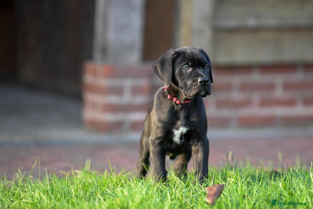 Cane Corso dogs for sale: Cane Corso pups  - Advert 6