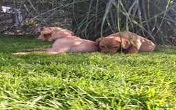 Labrador Retriever dogs for sale: Red 5th generation pedigree labrador  - Image 2