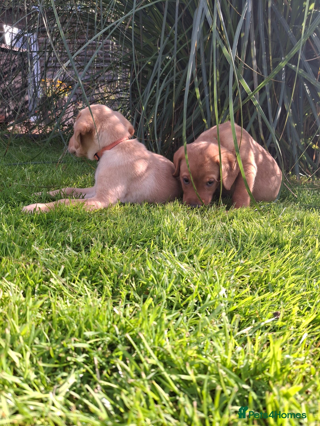 Labrador Retriever dogs for sale: Red 5th generation pedigree labrador  - Image 2