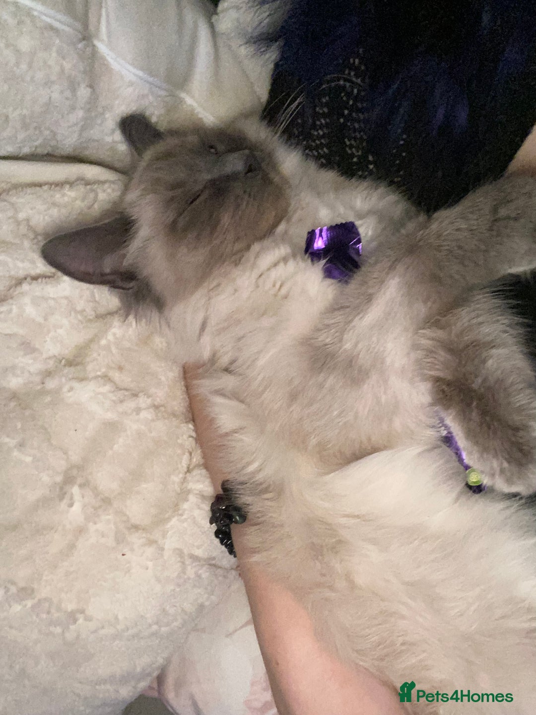 Maine Coon cats for sale: Tsuki Maine Coone White and Grey 1 Years Old - Advert 5