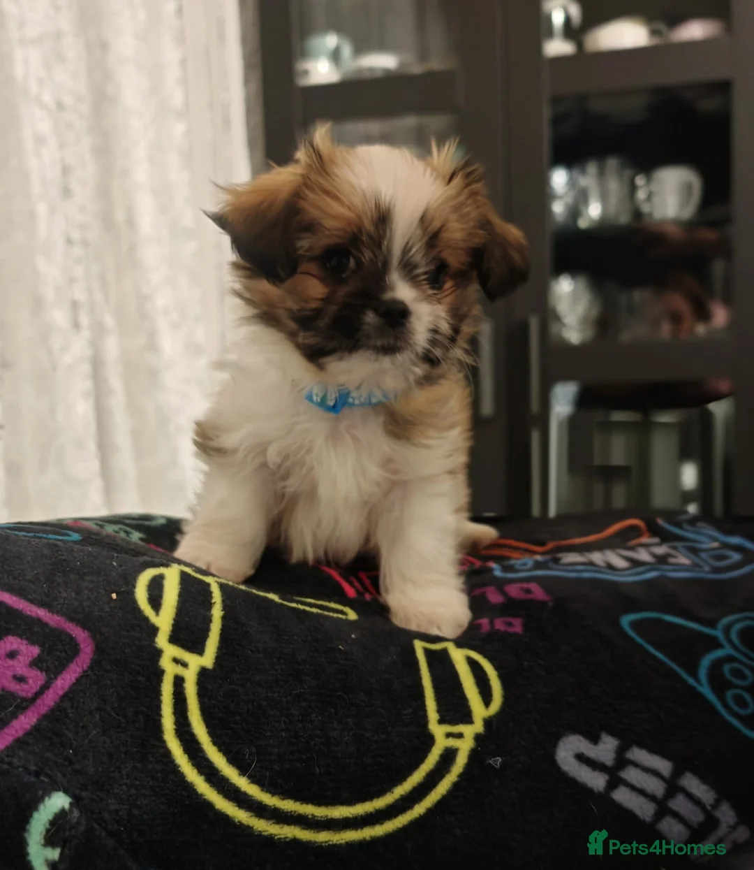 Mixed Breed dogs for sale: Shih-tzu x Chihuahua puppies - Advert 1