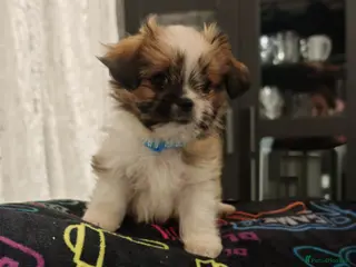Mixed Breed dogs Shih-tzu x Chihuahua puppies - Advert 18