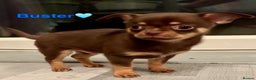 Chihuahua dogs for sale: Chihuahua Puppies Ready Now  - Advert 2