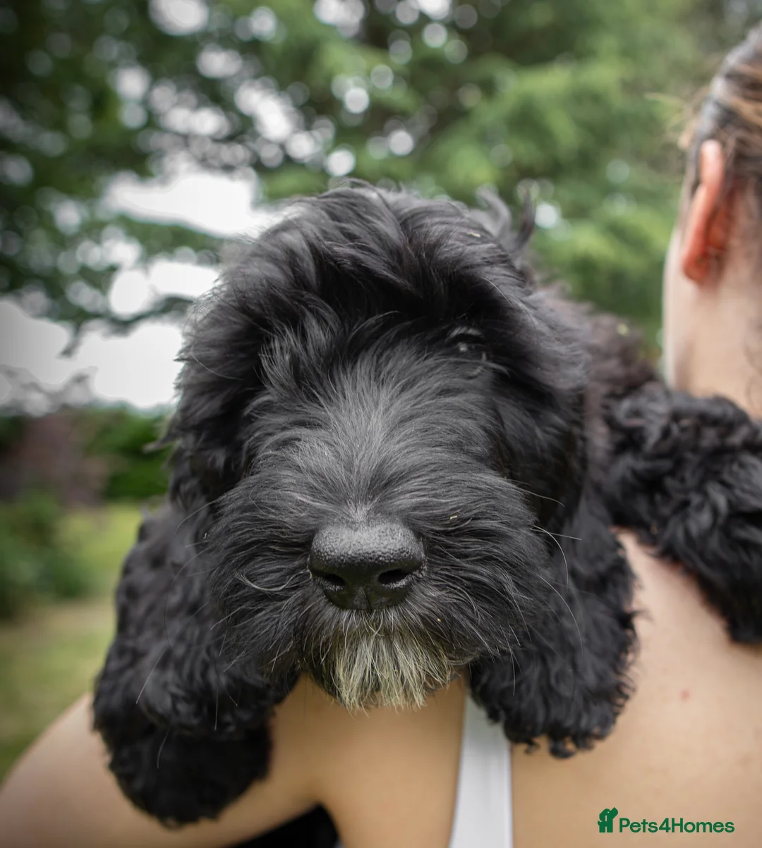 Saint Berdoodle dogs for sale: Premium St Berdoodle Puppies  - Advert 2