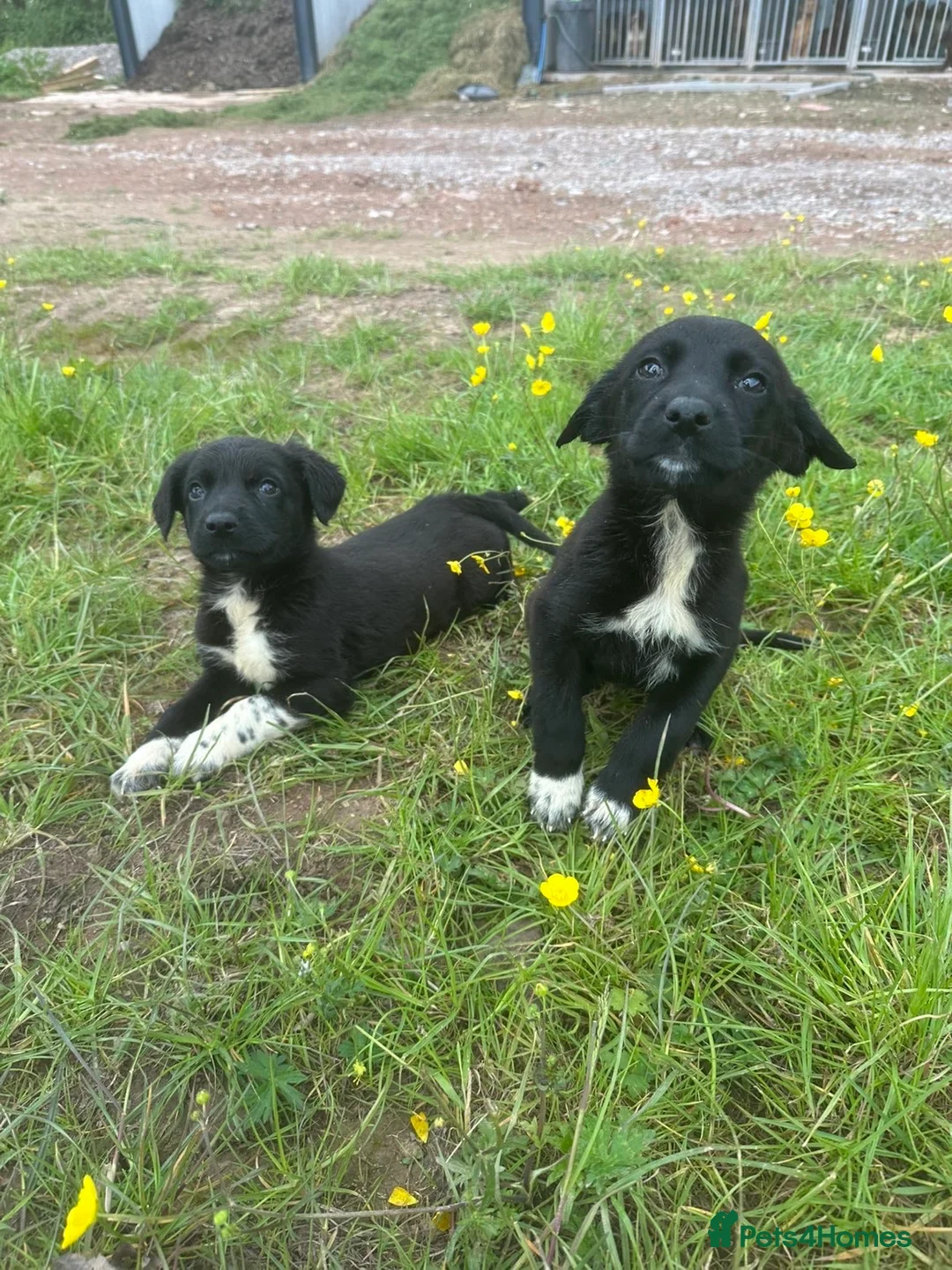 Mixed Breed dogs for sale: German shepherd x Springer spaniel  in Hereford - Advert 2