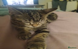 British Shorthair cats for sale: Female kitten  - Image 2