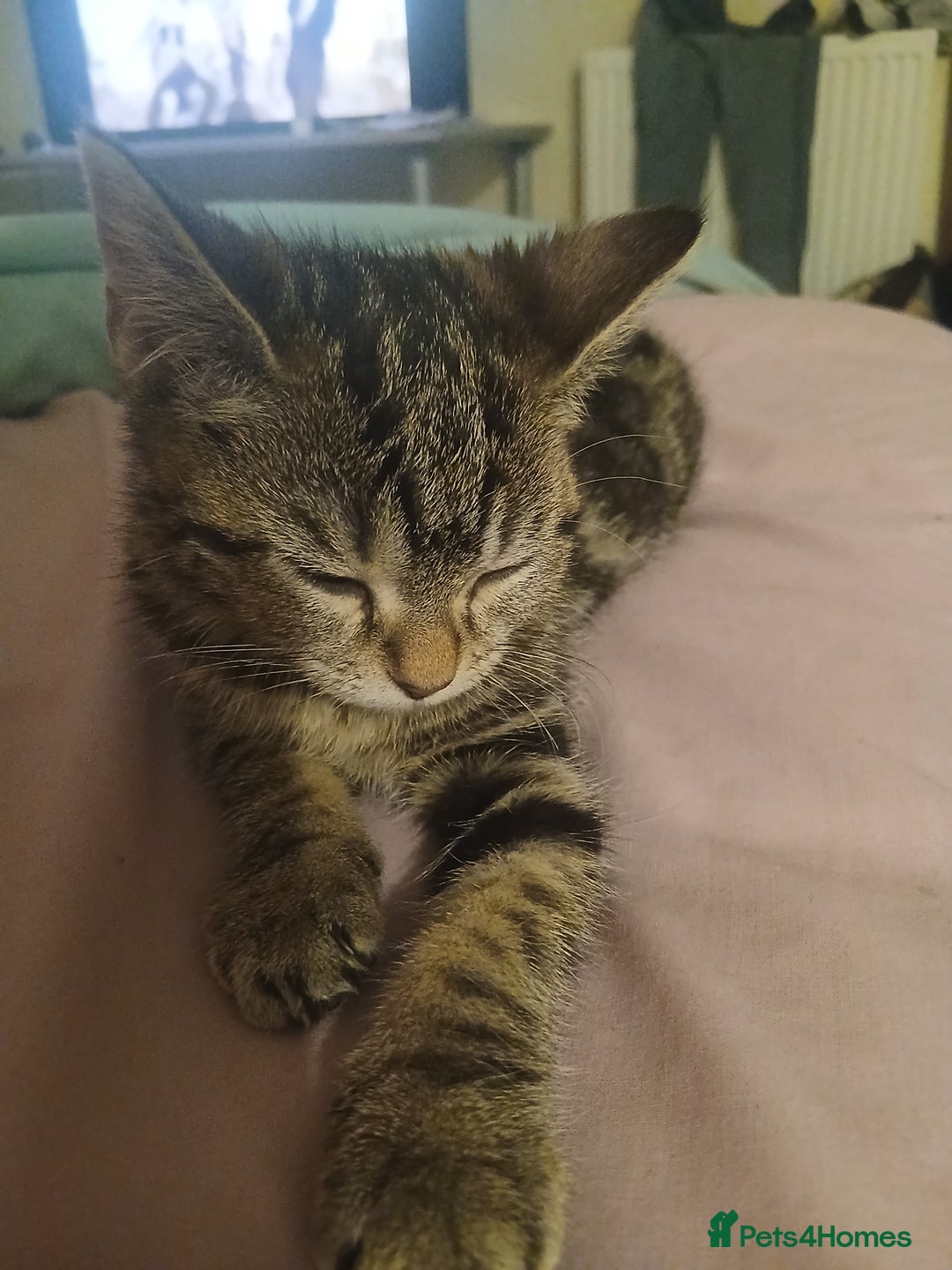 British Shorthair cats for sale: Female kitten  - Image 2