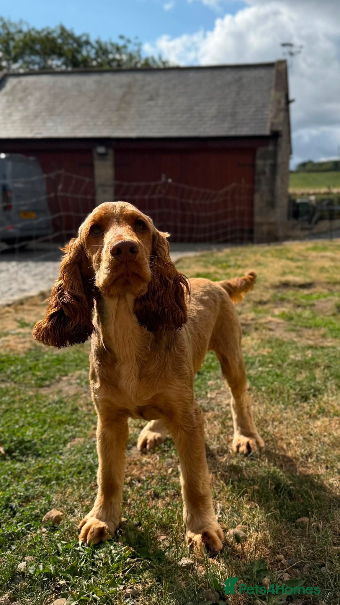 Cocker Spaniel dogs KC Show Cocker Spaniel Choc Sable  - Advert 2