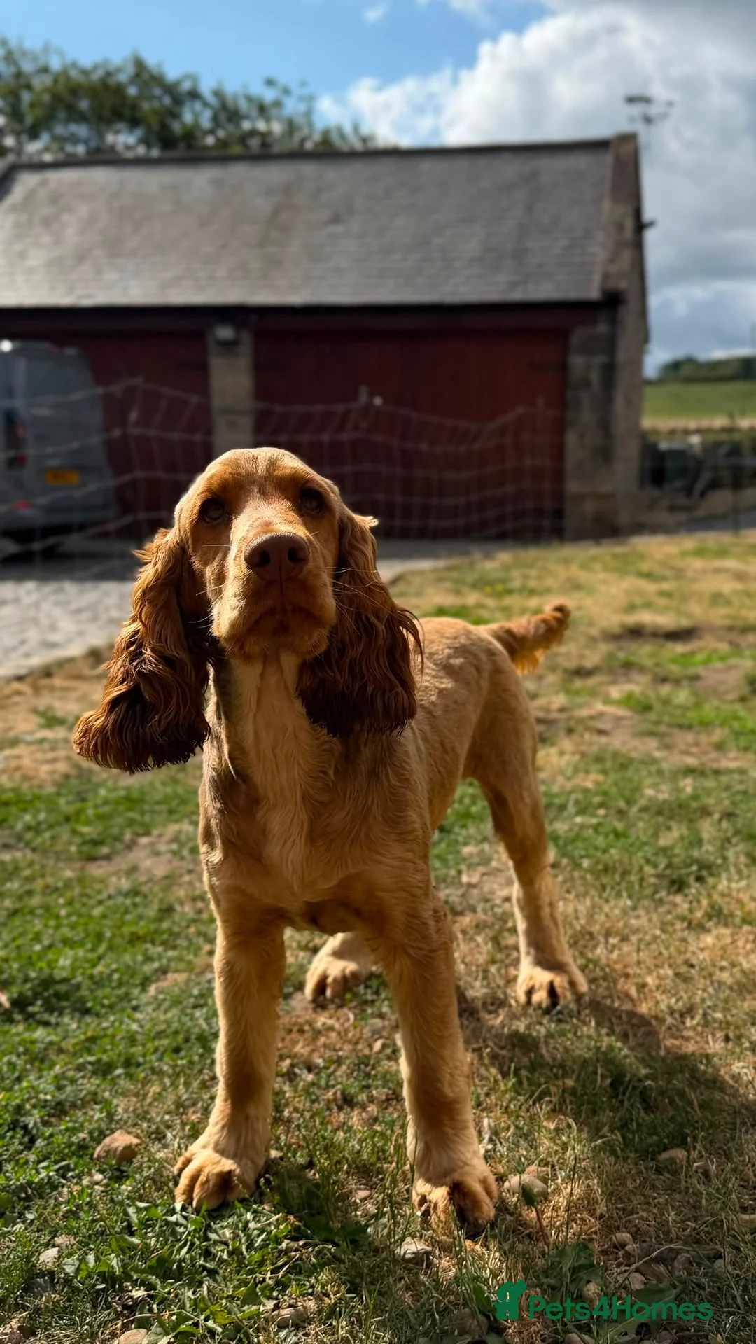 Cocker Spaniel dogs for sale: KC Show Cocker Spaniel Choc Sable  - Advert 2