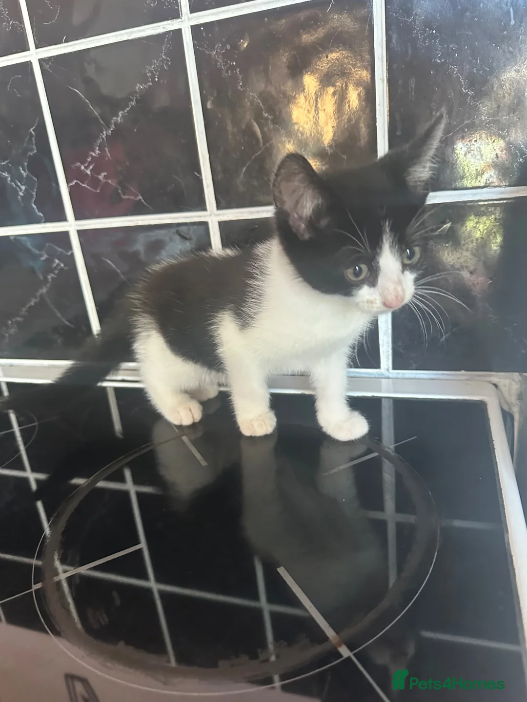 Mixed Breed cats for sale: Male kitten - Advert 3