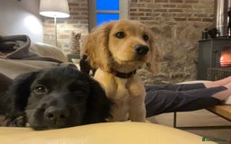 Cocker Spaniel dogs for sale: Gorgeous KC Working Cocker Spaniel Puppy Available - Image 25