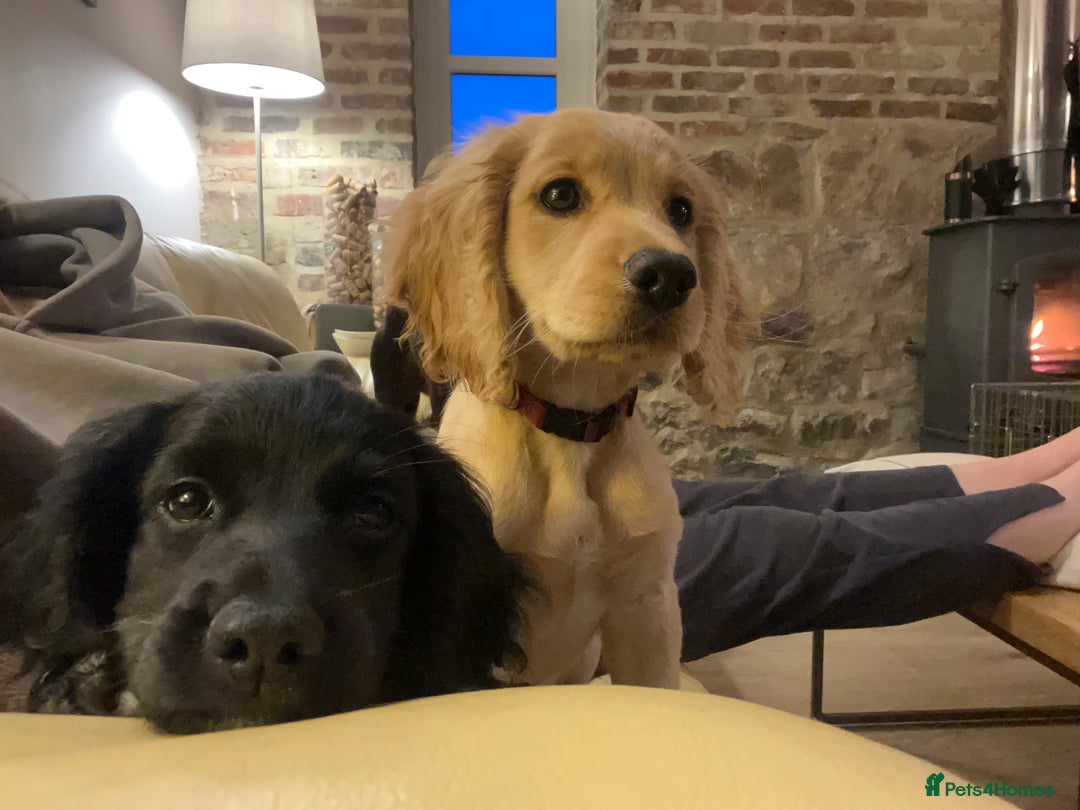 Cocker Spaniel dogs for sale: Gorgeous KC Working Cocker Spaniel Puppy Available - Image 25