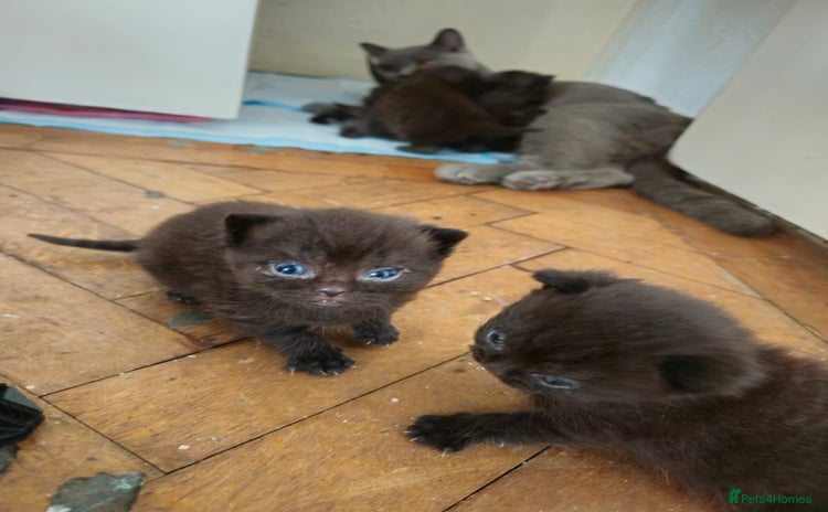 Brazilian Shorthair cats - Advert 1