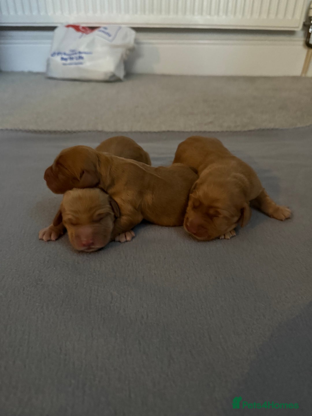 Cockerdor dogs for sale: FOX RED COCKERDOR PUPS  - Image 4