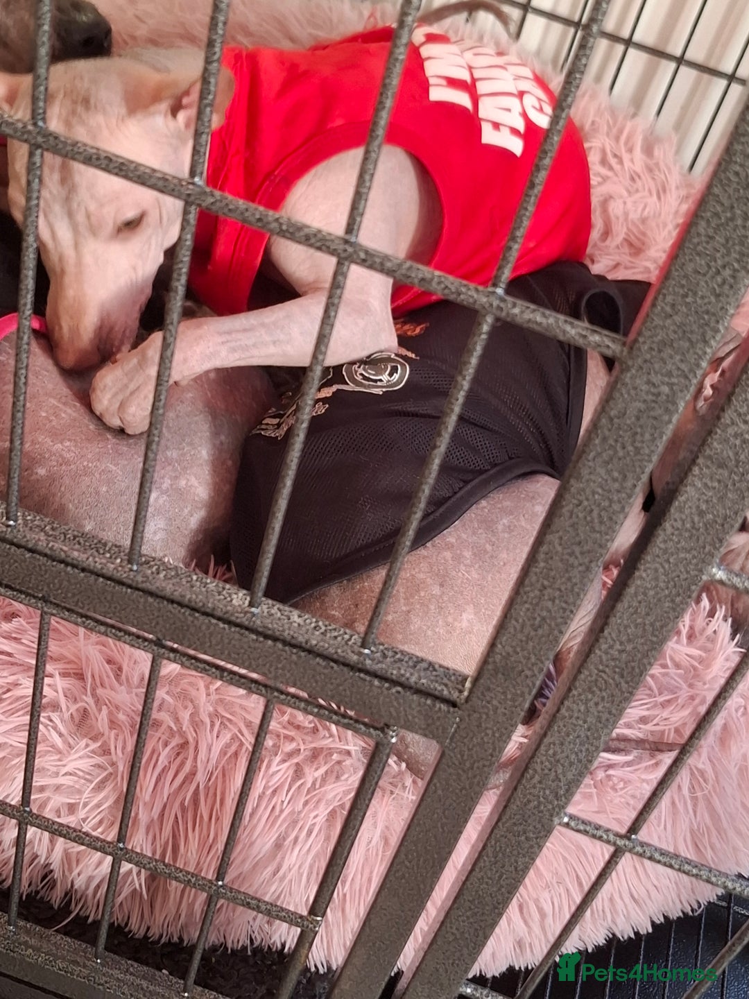 Mexican Hairless dogs for sale: Beautiful little boy 18week old - Advert 16