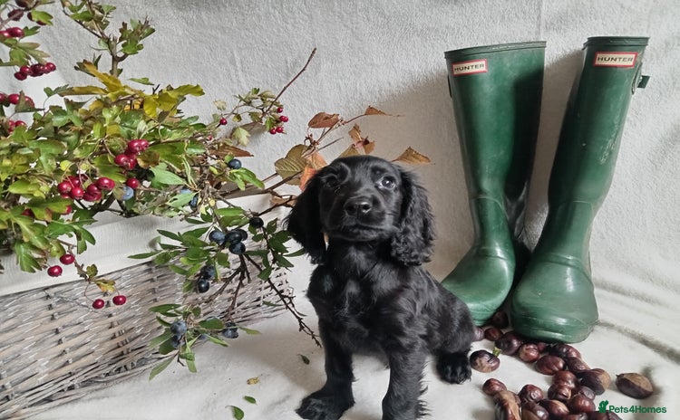 Cocker Spaniel dogs - Advert 11