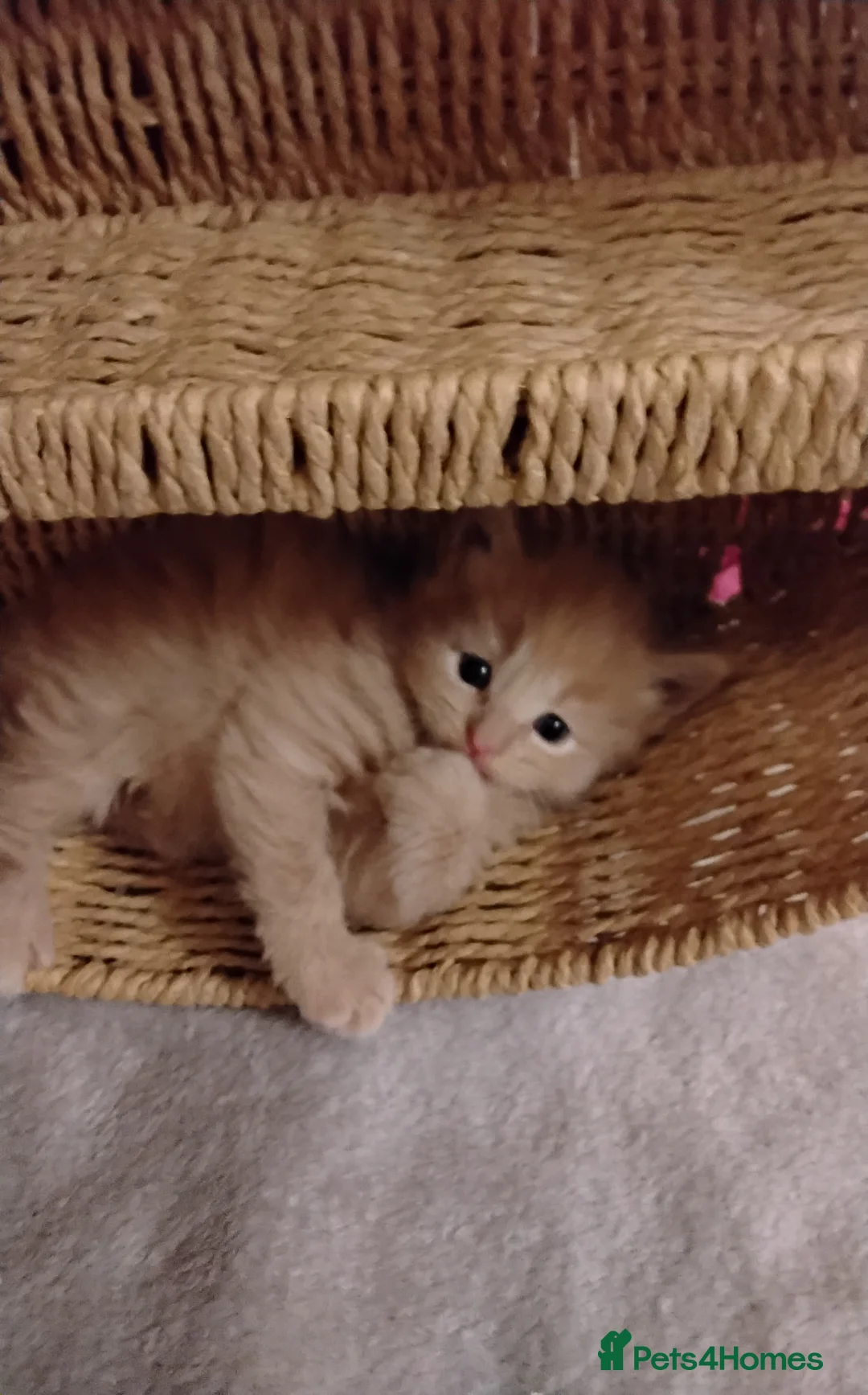 Maine Coon cats for sale: Exceptional Maine Coon kittens available - Advert 27