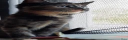 Mixed Breed cats for sale: Domestic playful kittens - Advert 7