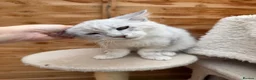 Maine Coon cats for sale: Majestic Maine coon Kittens - Advert 17