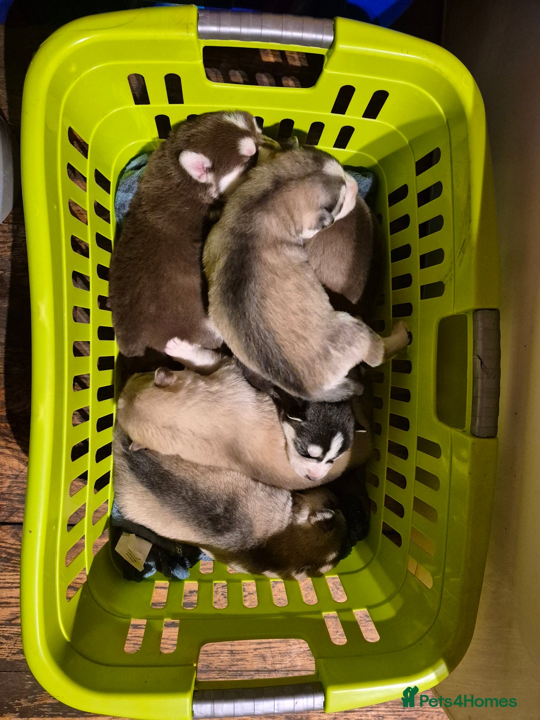 Siberian Husky dogs for sale: Beautiful Siberian Huskies  - Advert 2