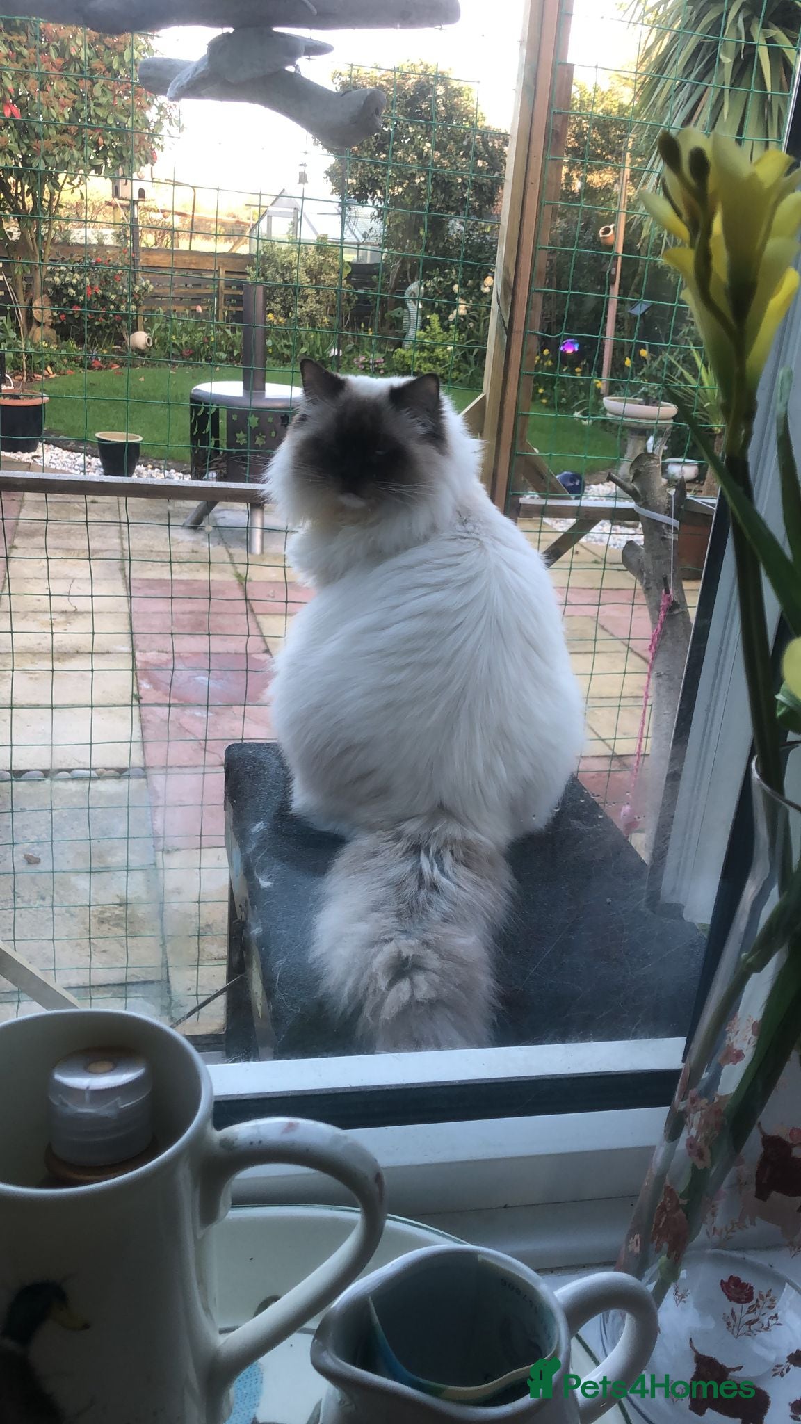 Ragdoll cats Stunning sealpoint for available for stud duties - Advert 1