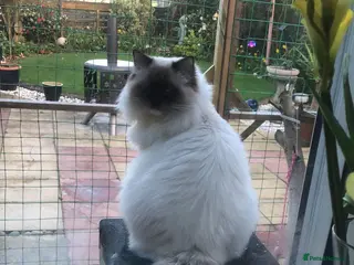 Ragdoll cats Stunning sealpoint for available for stud duties - Advert 1