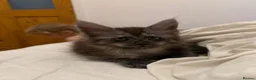 Maine Coon cats for sale: Male Maine coon kitten  - Advert 5