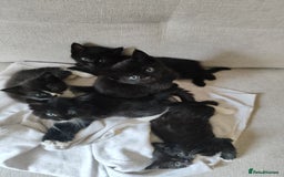 Domestic Shorthair cats for sale: kittens - Image 2