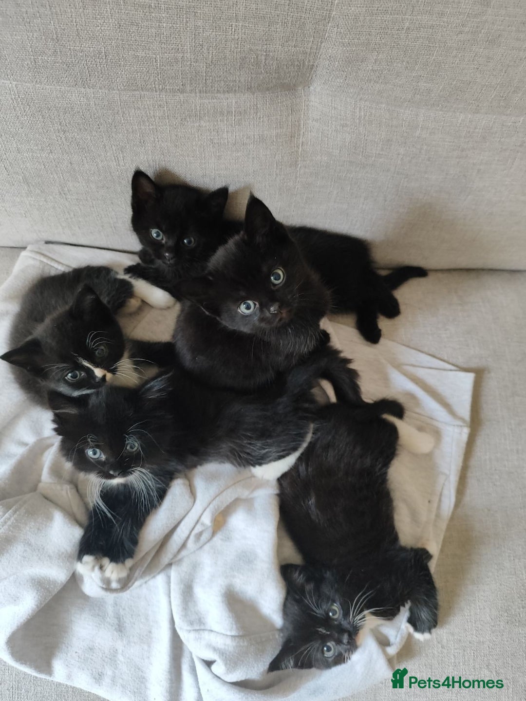 Domestic Shorthair cats for sale: kittens - Image 2