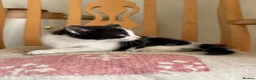 Mixed Breed cats for sale: 4 kittens for sale  - Advert 15