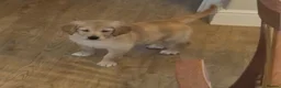 Golden Retriever dogs for sale: KC GOLDEN RETRIEVER PUPS, HEALTH TESTED PARENTS - Advert 10