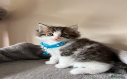 Turkish Angora cats for sale: Turkish Angora/Persian Chanchilla kittens for Sale - Image 4