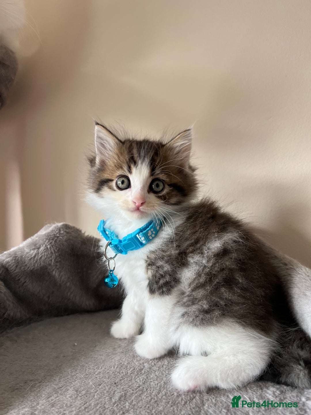 Turkish Angora cats for sale: Turkish Angora/Persian Chanchilla kittens for Sale - Image 4