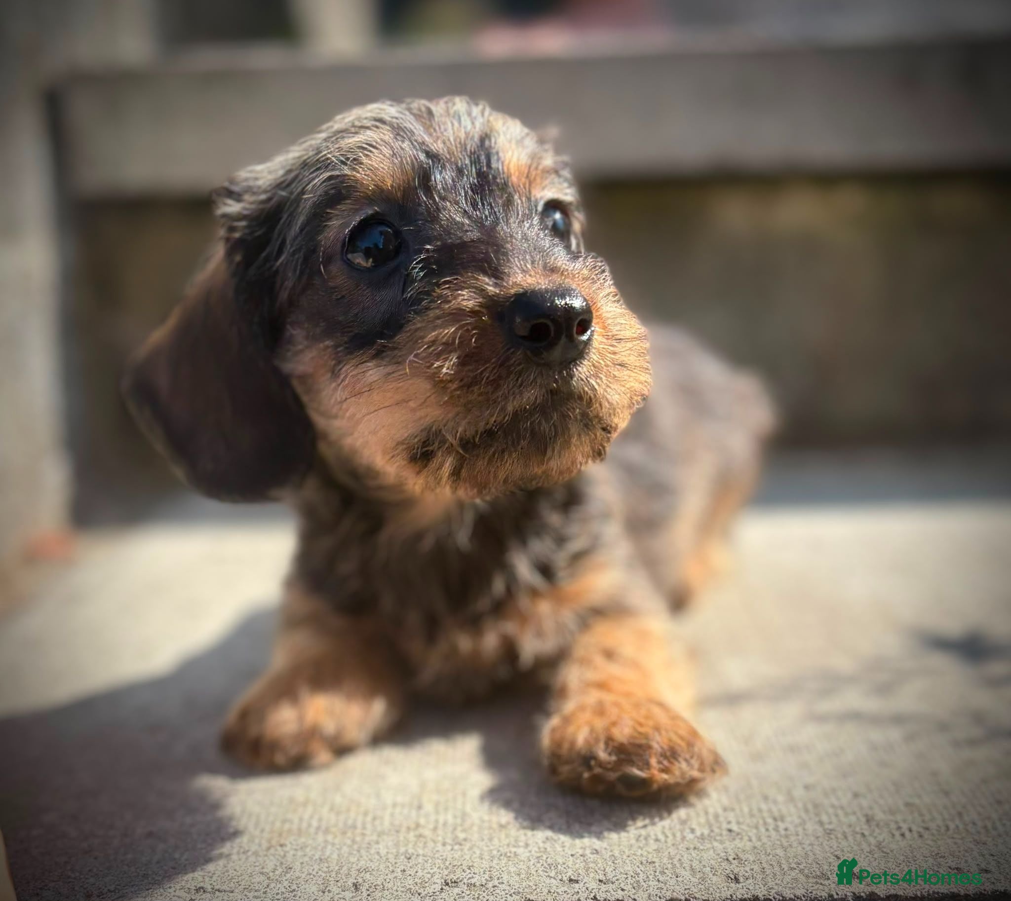 Miniature Dachshund dogs READY Beautiful miniature wire haired dachshund  - Advert 15