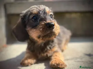 Miniature Dachshund dogs READY Beautiful miniature wire haired dachshund - Advert 15