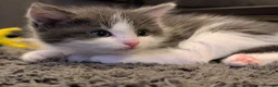 Mixed Breed cats for sale: Ragdoll cross with Tabby  - Advert 11