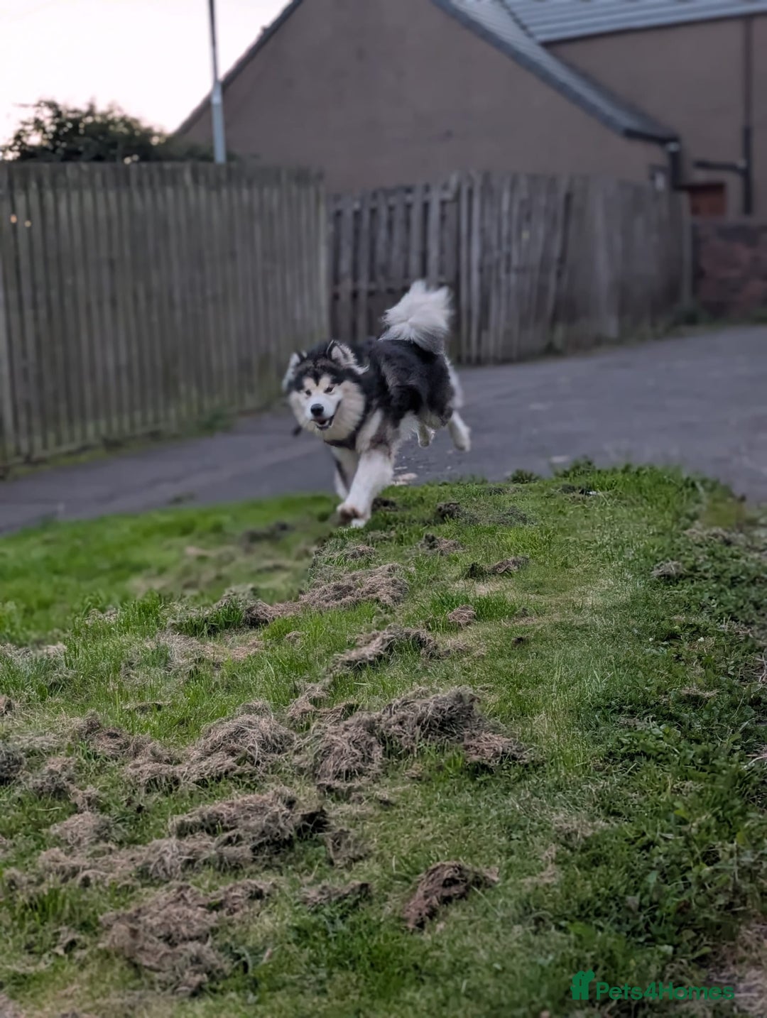 Alaskan Malamute dogs for sale: KC Alaskan malamute puppies champion lines - Image 11