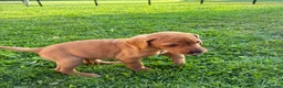 Labrador Retriever dogs for sale: F1 Labrador x Vizsla - Advert 18