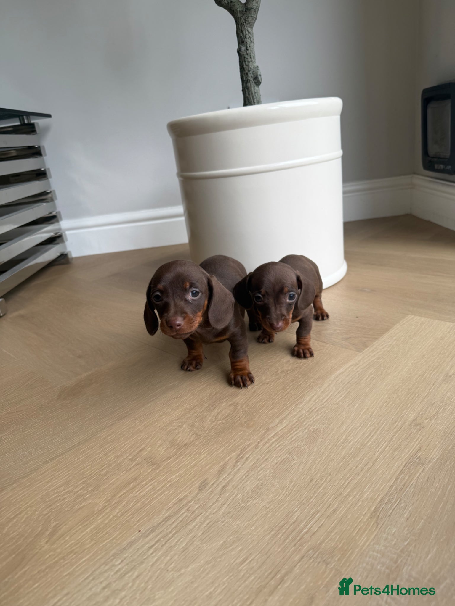 Miniature Dachshund dogs Miniature dachshund pups  - Advert 17