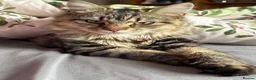 Mixed Breed cats for sale: Long haired female tabby  - Advert 4