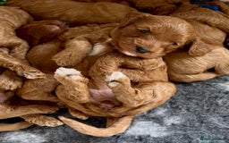 Cockapoo dogs for sale: Stunning Fox Red F1B Cockapoos Outstanding Quality - Image 6