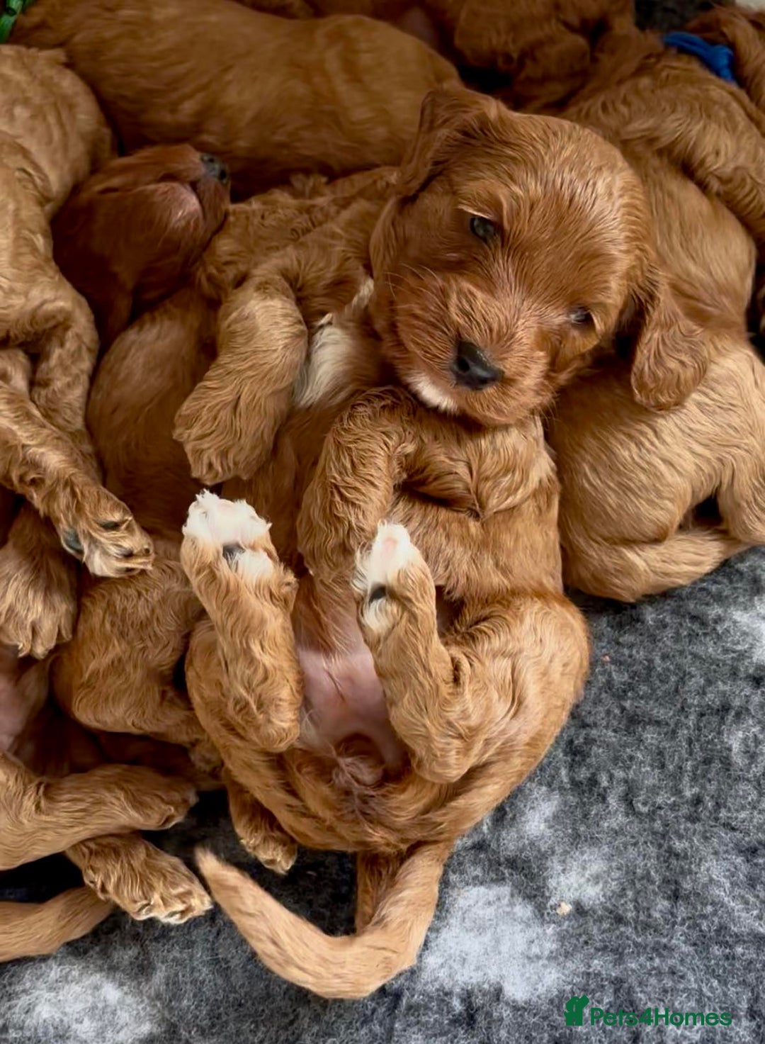 Cockapoo dogs for sale: Stunning Fox Red F1B Cockapoos Outstanding Quality - Image 6