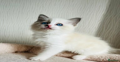 Ragdoll cats - Advert 12