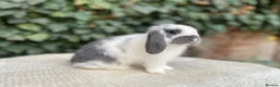 Mini Lop rabbits for sale: Baby Mini Lop bunnies for sale  - Advert 3