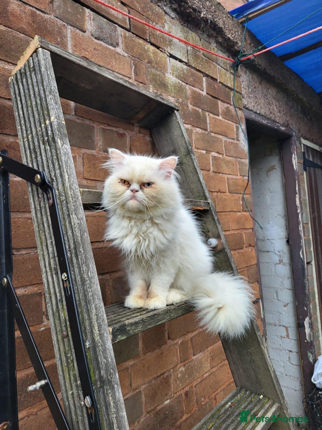 Persian cats for sale: Persian cat - Advert 1