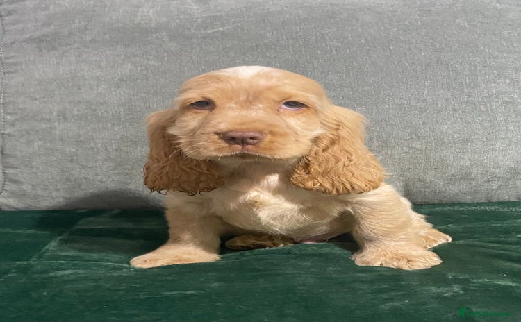 Cocker Spaniel dogs - Advert 4