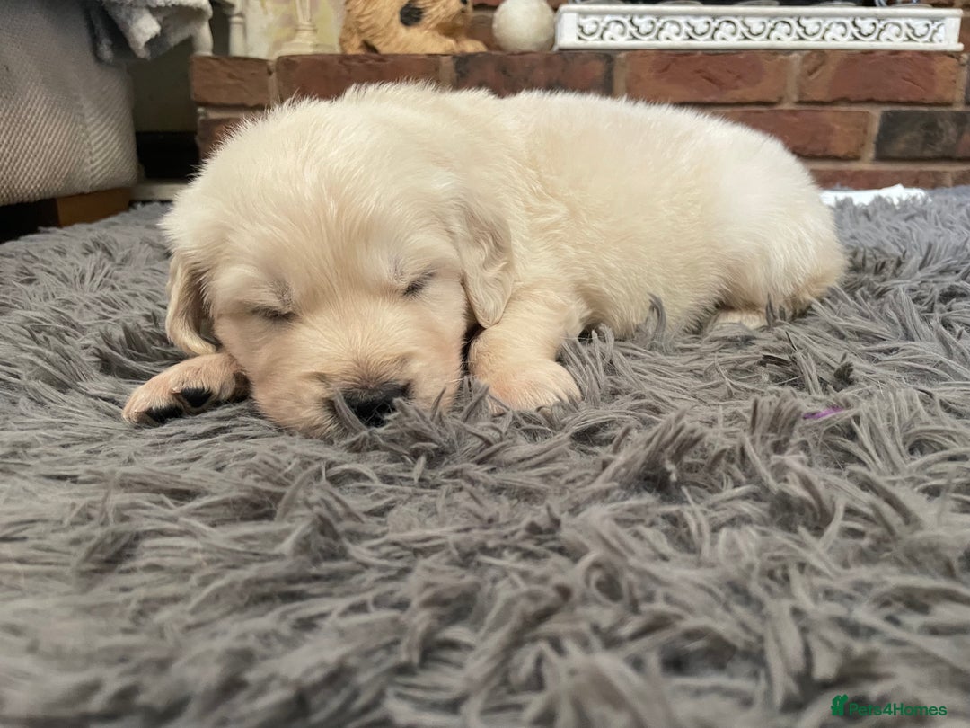 Golden Retriever dogs for sale: KC Reg Cream Boys from health tested parents.  - Advert 12