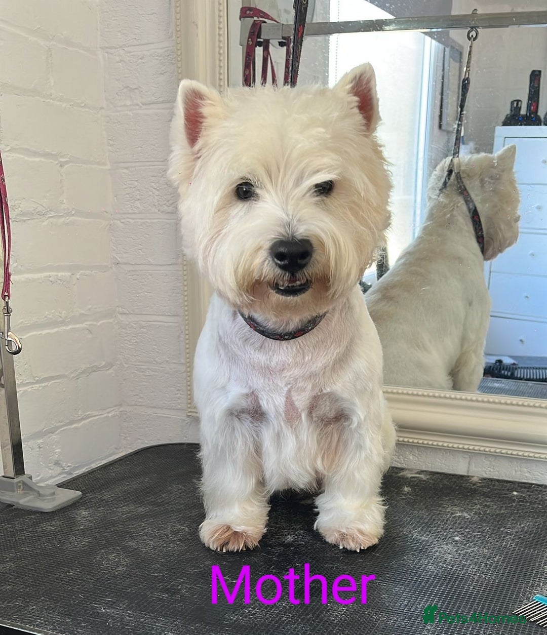 West Highland Terrier dogs for sale: Lovely westies puppies from excellent show linage - Image 11